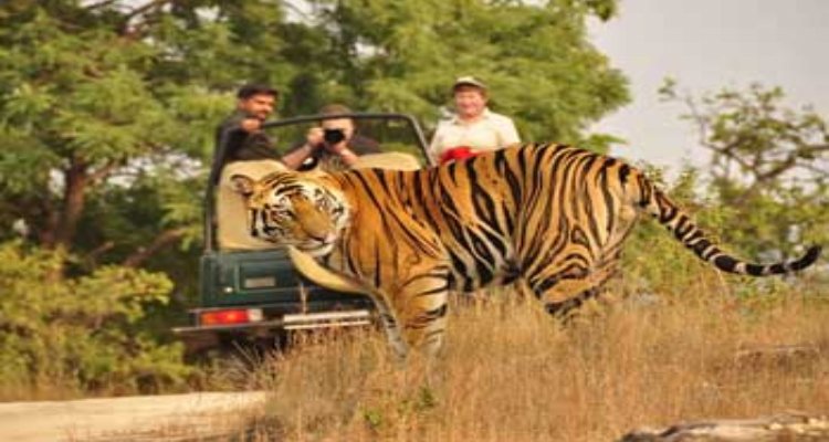 Ajmer Ranthambore Jaipur 5 Days, 5 Days Ajmer Ranthambore Jaipur Package, Ajmer Tours